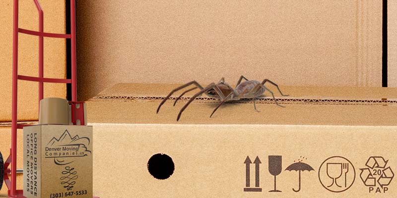 spiders in moving boxes