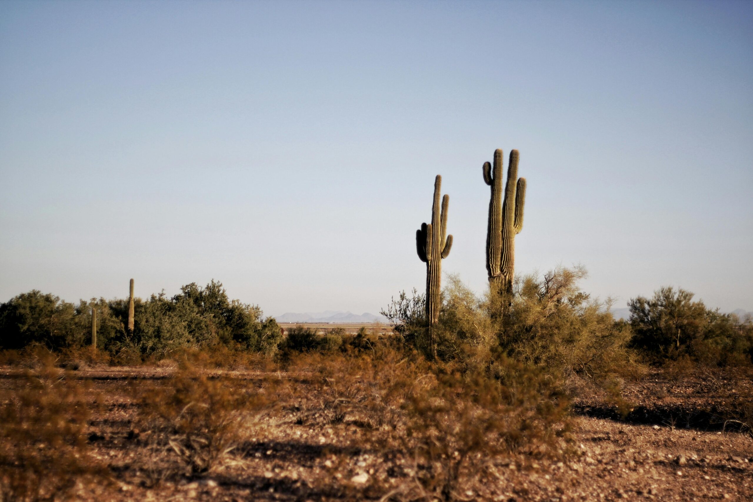 arizona vs texas