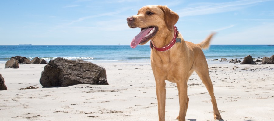 dog at beach